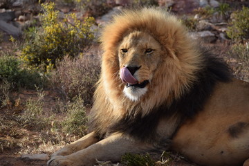 Adult lion in safari bush