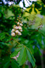 Beautiful white blossoms of a chestnut tree close-up.