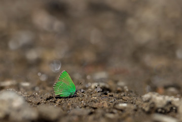 Emerald butterfly / Callophrys rubi