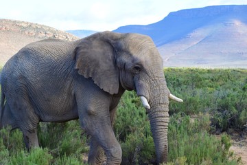 Fototapeta na wymiar Adult elephant in safari bush