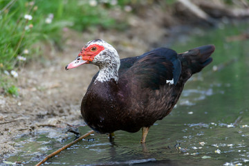 Greylag goose eating in a field on the edge of a lake, with very colorful faces in the foreground looking towards the camera