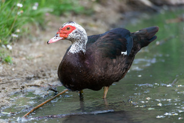 Fototapeta premium Greylag goose eating in a field on the edge of a lake, with very colorful faces in the foreground looking towards the camera