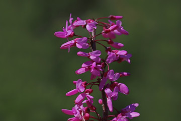 Redbud Tree (Cercis siliquastrum)