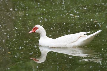 Greylag goose eating in a field on the edge of a lake, with very colorful faces in the foreground looking towards the camera
