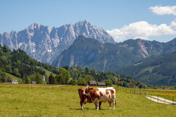 Fototapeta na wymiar Glückliche Kühe vor einer beeindruckenden Bergkulisse im Nationalpark Gesäuse bei Admont, Steiermark, Österreich