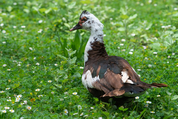 Greylag goose eating in a field on the edge of a lake, with very colorful faces in the foreground looking towards the camera