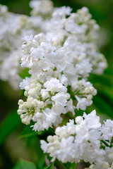 Close-up of a beautiful blooming white lilac.