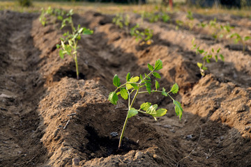 Seedlings growing in the soil