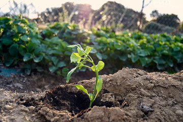 Seedlings growing in the soil