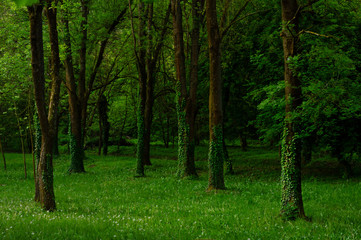 Naklejka na ściany i meble Woods in the morning in the park