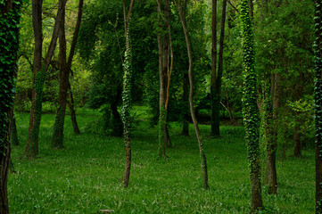 Naklejka premium Green forest in the morning