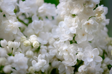 Close-up of a beautiful blooming white lilac.