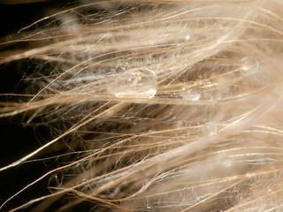 dandelion seeds on a black background, with water drops