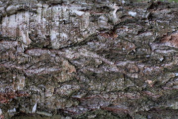 tree bar texture