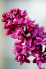 Close-up of a beautiful blooming lilac with unusual flowers of bright lilac color.