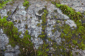 tree bar texture