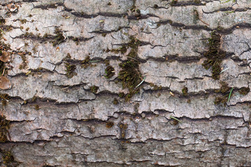 tree bar texture