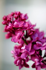 Close-up of a beautiful blooming lilac with unusual flowers of bright lilac color.