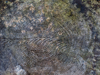 tree texture