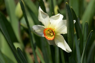 spring daffodil flower in the garden