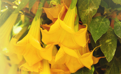 Fototapeta premium Angel's Trumpet yellow Datura flowers large bell-shaped, selective focus. Yellow Brugmansia suaveolens close up blooms in a summer garden. Sunny summer landscape with flowers.