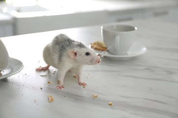 Rat near dirty dishes on table indoors. Pest control