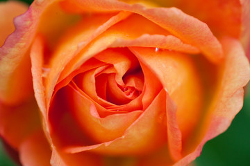 bocciolo arancio rosa