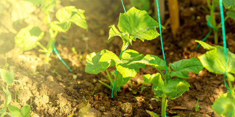 Tasty organic green cucumbers plants growth in garden greenhouse, everyday harvest, supporting ropers holds plants