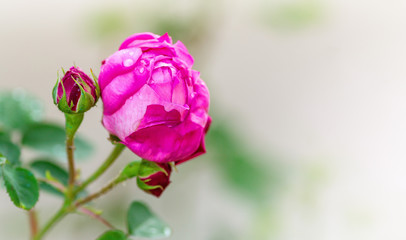 Rosa damascena, known as the Damask rose - pink, oil-bearing, flowering, deciduous shrub plant. Balley of Roses. Close up view. Back light. Selective focus. space for text