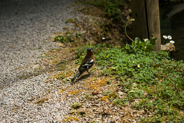Photo of a Common Chaffinch. Small bird on the ground in the park