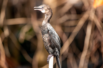Kormoran auf einem Pflog am Bentotafluss