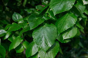 Fresh spring green leaves after the rain. Raindrops on the green bush. Sunny day.