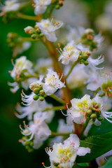 Beautiful white blossoms of a chestnut tree close-up.