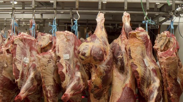 Row of cow carcasses hanging om meathooks