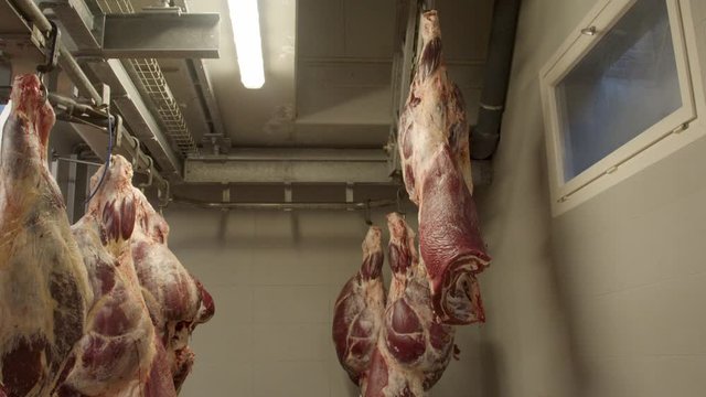 Cow carcasses moving on rail system