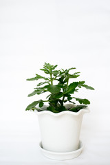 Beautiful kalanchoe plant in flower pot on white background. Modern houseplants with kalanchoe plant. The concept of home gardening. Home decor.