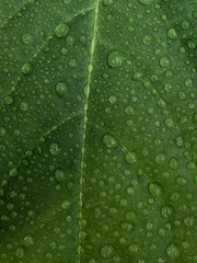 Green avocado leaf with drops of water. Natural background. Beautiful leaf texture in nature. .