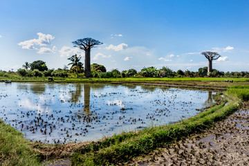Baobab trees and clouds are reflected on the organic  rice fields with water , Madagascar,...