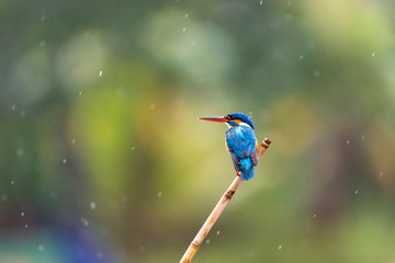 Eisvogel auf einem Ast am Bentotafluss