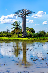 Baobab trees and clouds are reflected on the organic rice fields with water , Madagascar,...