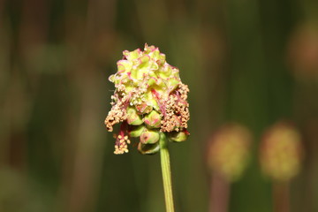 freigestellte blühende blüten einer wiesenpflanze 