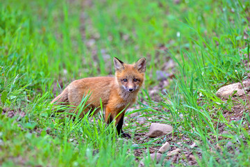 Little red fox cub in the grass.