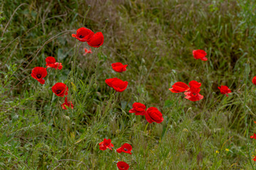 Flowers red poppies bloom in wild field. Beautiful field of red poppies with highlighted focus. Soft light. Toning. Creative Creative Processing Natural Background