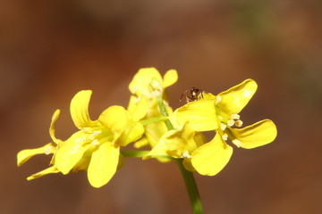 freigestellte blühende blüten einer wiesenpflanze 