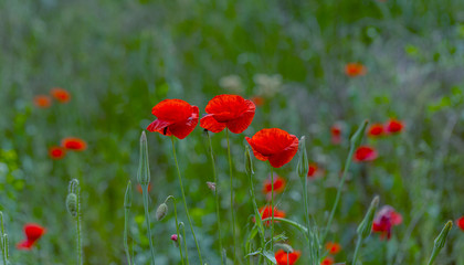 Flowers red poppies bloom in wild field. Beautiful field of red poppies with highlighted focus. Soft light. Toning. Creative Creative Processing Natural Background