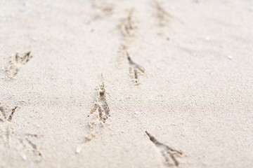 砂浜の鳥の足跡