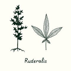 Ruderalis cannabis plant and leaf isolated, outline simple doodle drawing, gravure style