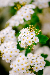 Beautiful white blossoms of alyssum in spring also known as sweet alison blooming.