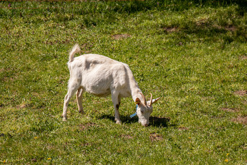 Fototapeta premium Domestic goat grazing on a sunny day
