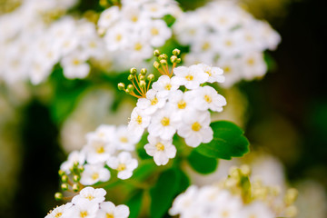 Beautiful white blossoms of alyssum in spring also known as sweet alison blooming.
